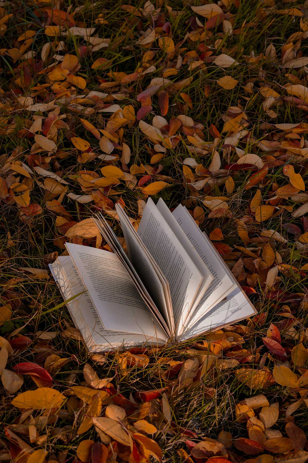 Book_web